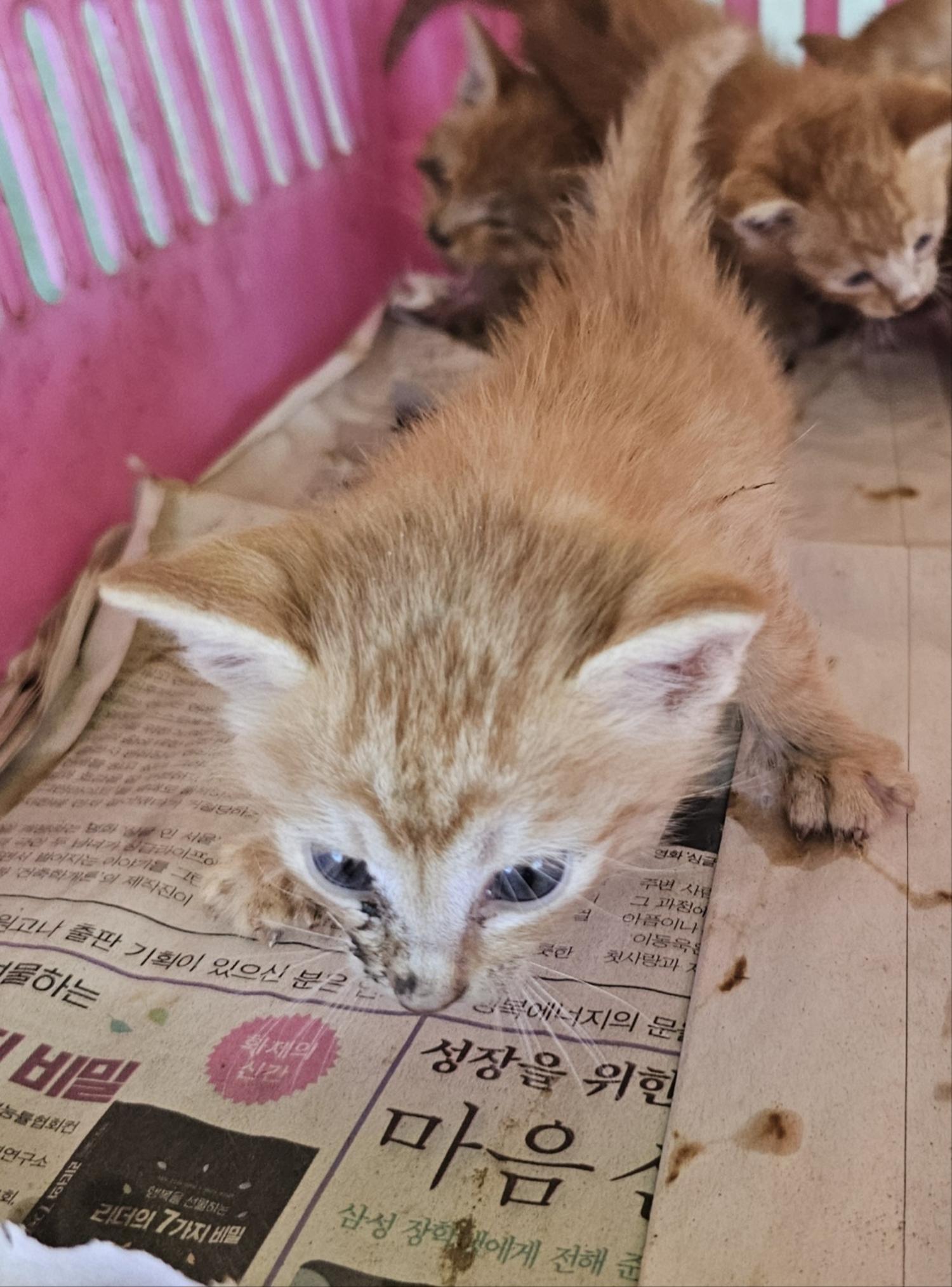 공고 번호가 강원-횡성-2024-00106인 한국 고양이 동물 사진