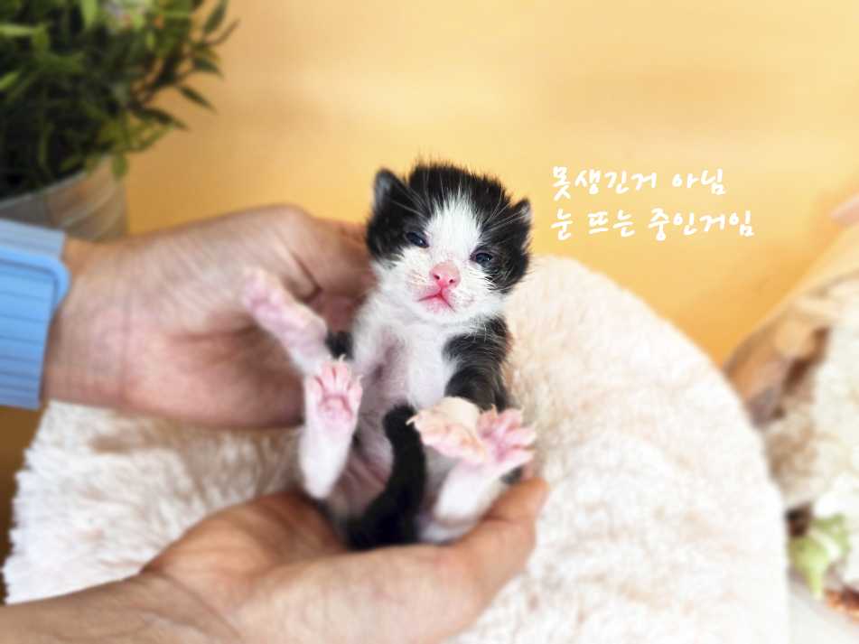 공고 번호가 경북-포항-2024-00417인 한국 고양이 동물 사진