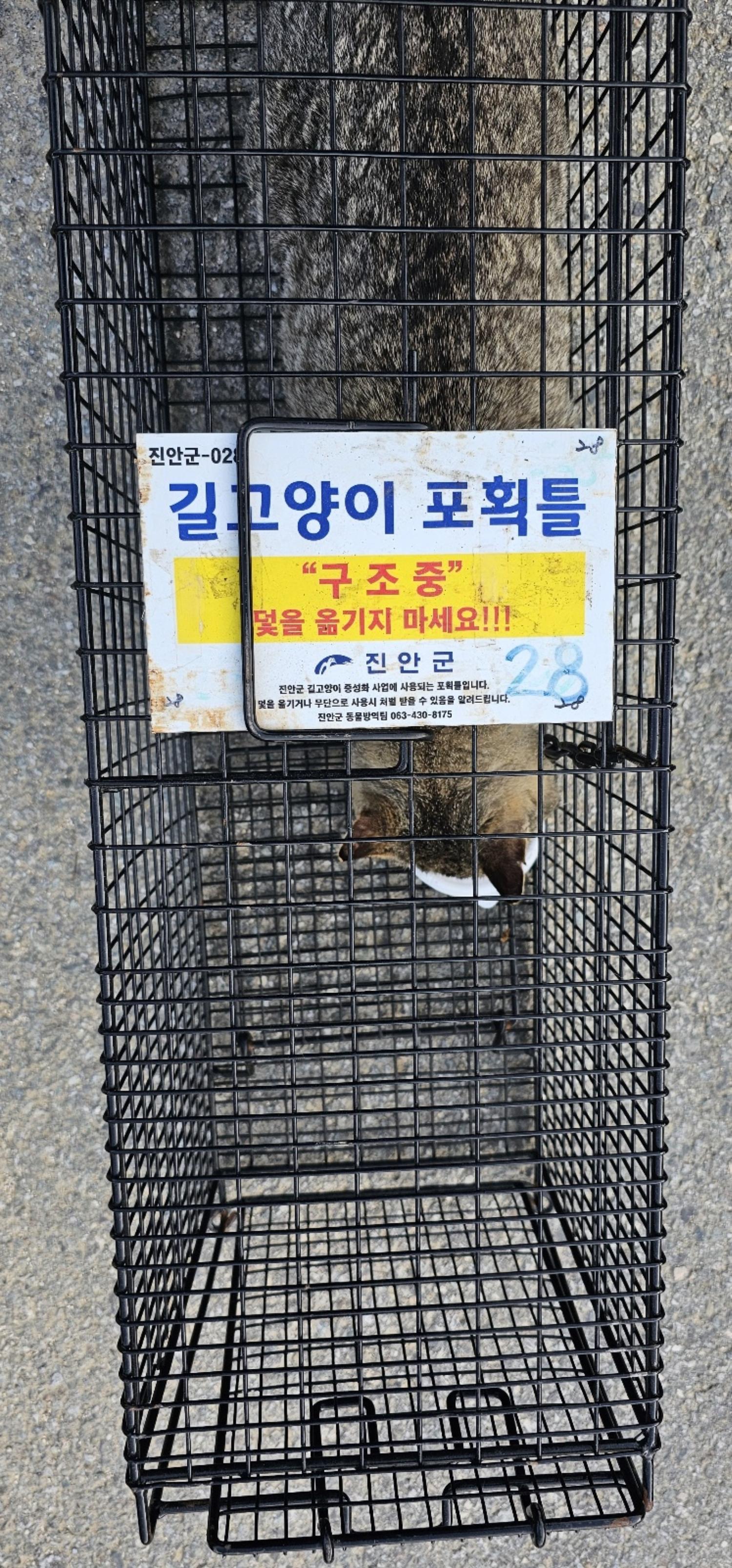 보호중동물사진 공고번호-전북-진안-2024-00239