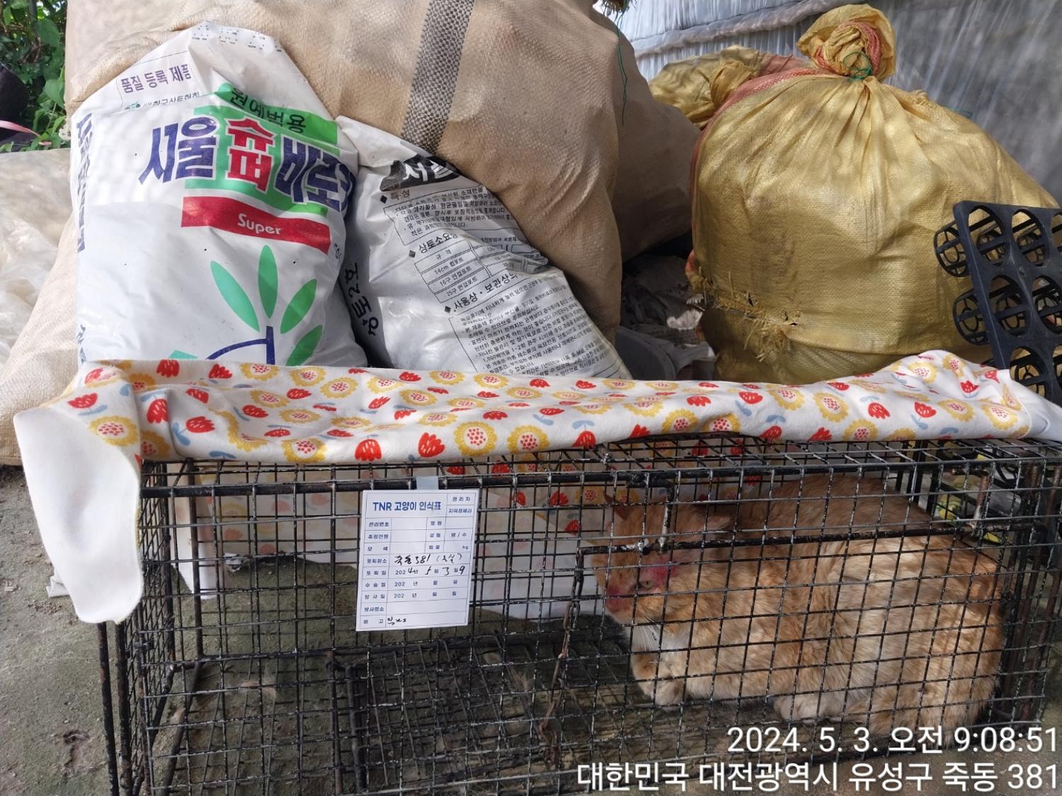 보호중동물사진 공고번호-대전-유성-2024-00187