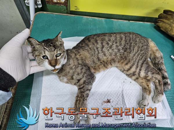 공고 번호가 서울-강북-2024-00060인 한국 고양이 동물 사진  