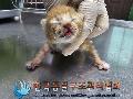 공고 번호가 서울-도봉-2024-00032인 한국 고양이 동물 사진