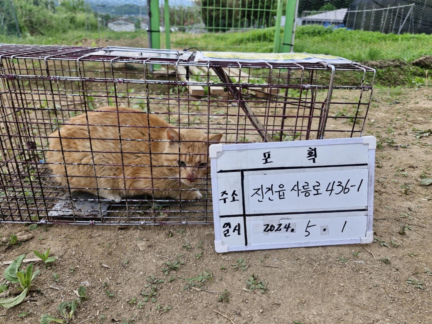 보호중동물사진 공고번호-경기-남양주-2024-00935