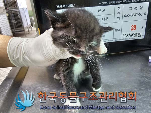 공고 번호가 경기-포천-2024-00451인 한국 고양이 동물 사진