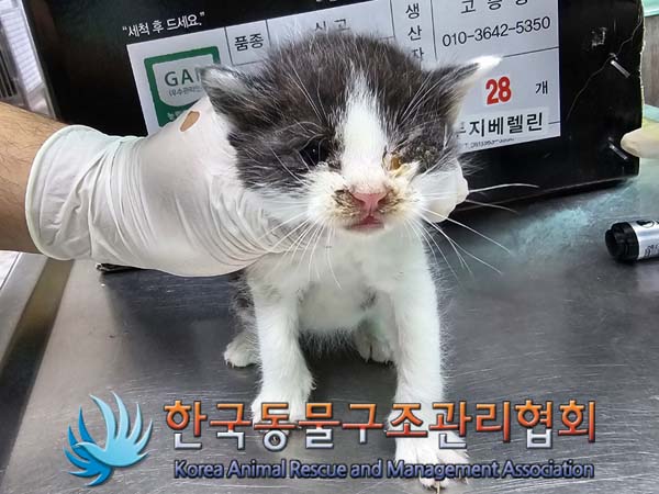 공고 번호가 경기-포천-2024-00453인 한국 고양이 동물 사진