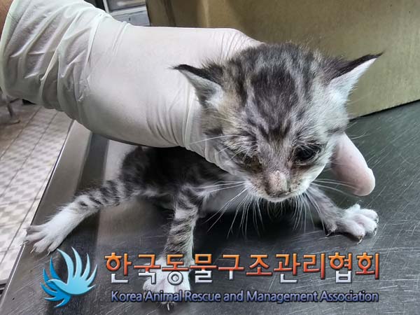 공고 번호가 경기-포천-2024-00458인 한국 고양이 동물 사진