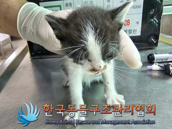 공고 번호가 경기-포천-2024-00454인 한국 고양이 동물 사진