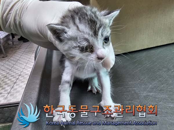 공고 번호가 경기-포천-2024-00457인 한국 고양이 동물 사진