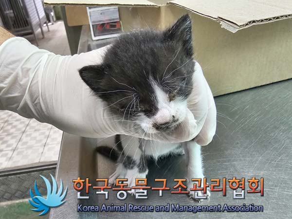 공고 번호가 경기-포천-2024-00456인 한국 고양이 동물 사진