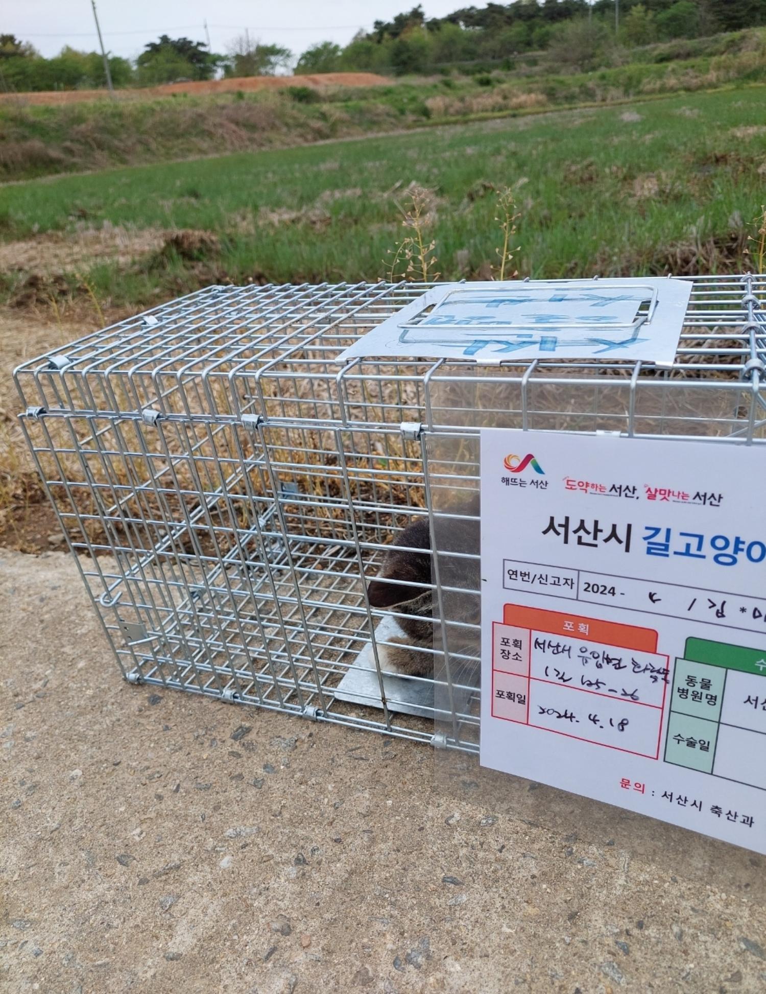 보호중동물사진 공고번호-충남-서산-2024-00133