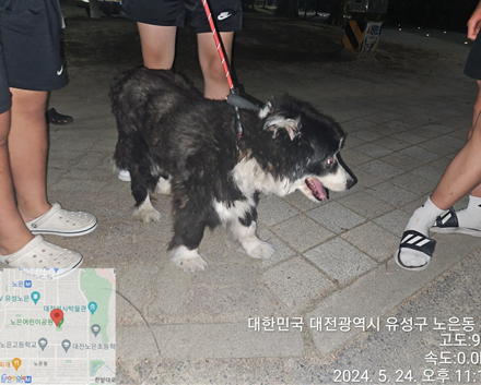 공고 번호가 대전-유성-2024-00164인 믹스견 동물 사진  