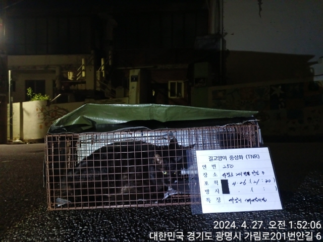 보호중동물사진 공고번호-경기-광명-2024-00251