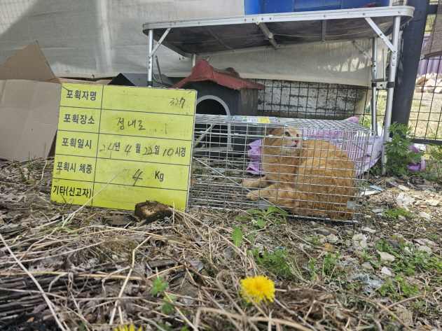 보호중동물사진 공고번호-충북-청주-2024-00935