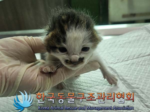 공고 번호가 경기-김포-2024-00285인 한국 고양이 동물 사진
