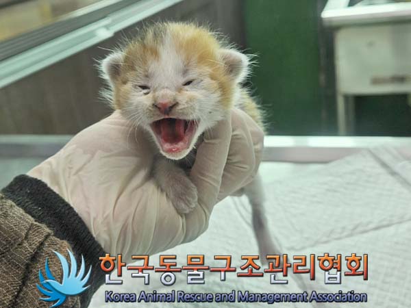 공고 번호가 경기-김포-2024-00283인 한국 고양이 동물 사진