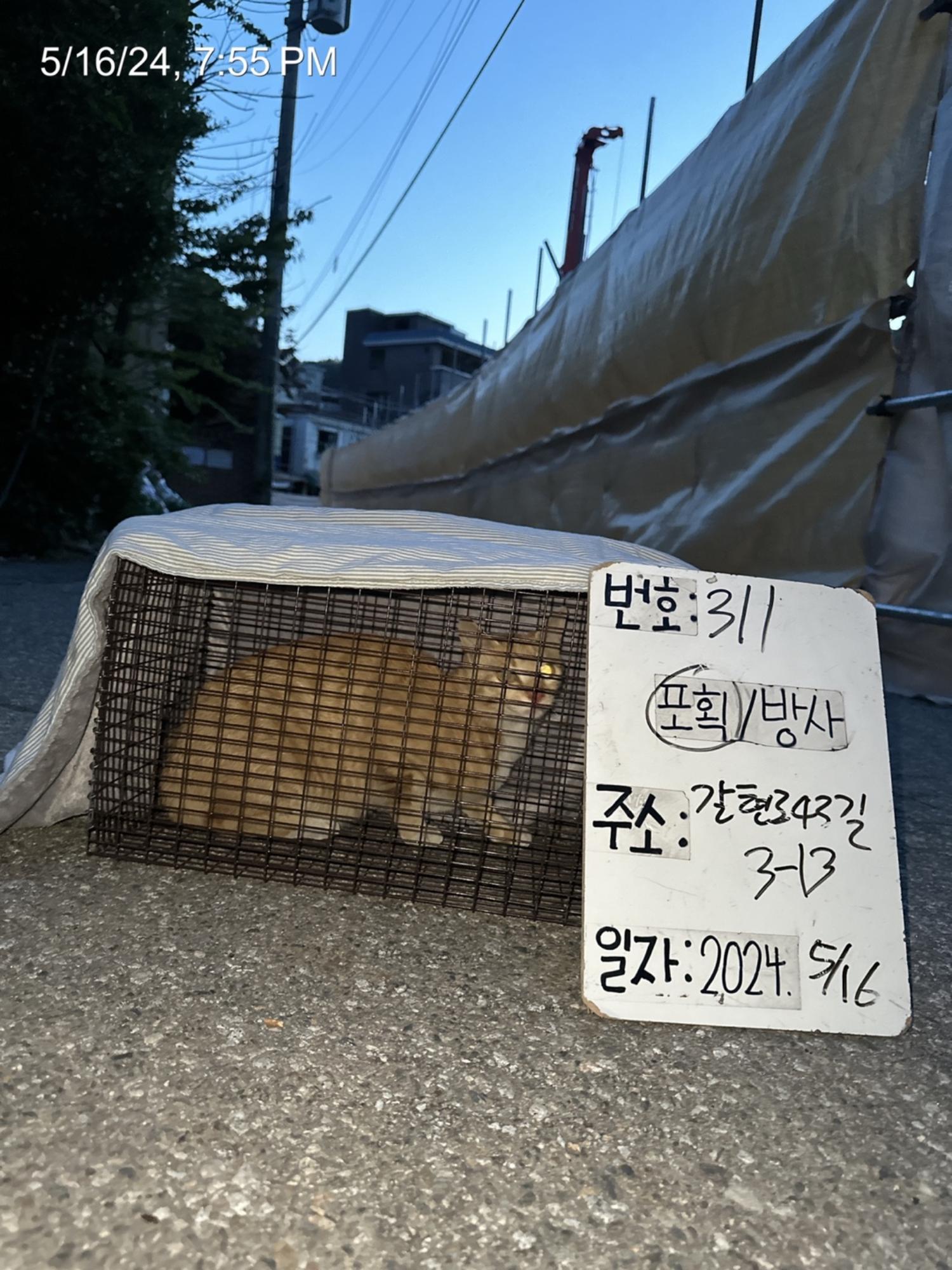 보호중동물사진 공고번호-서울-은평-2024-00311