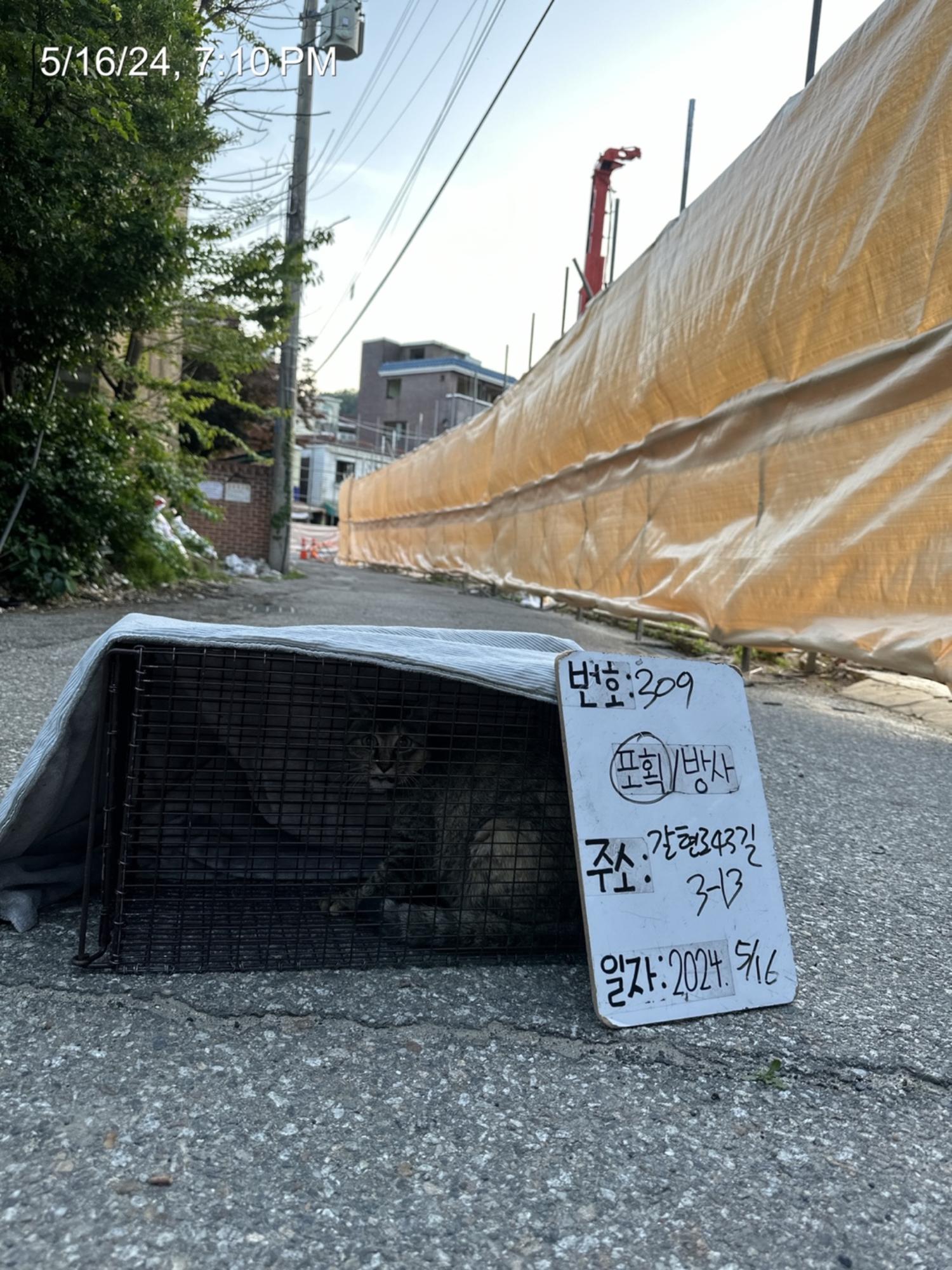 보호중동물사진 공고번호-서울-은평-2024-00309