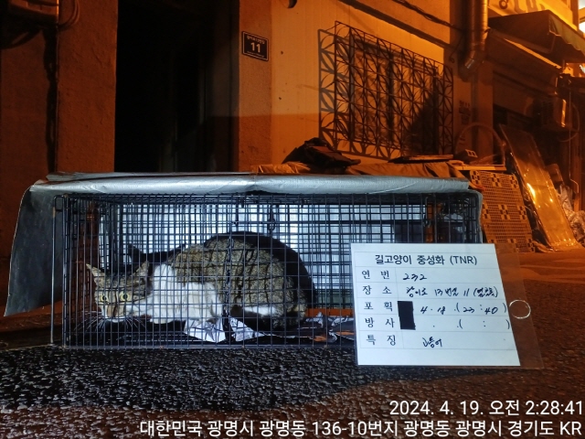 보호중동물사진 공고번호-경기-광명-2024-00234