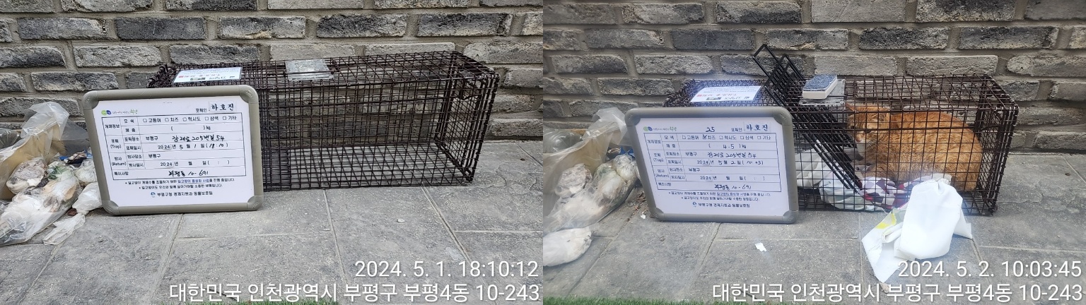 보호중동물사진 공고번호-인천-부평-2024-00089