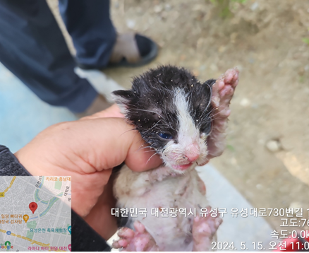 공고 번호가 대전-유성-2024-00156인 한국 고양이 동물 사진