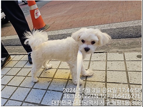 공고 번호가 대전-서구-2024-00134인 말티즈 동물 사진  