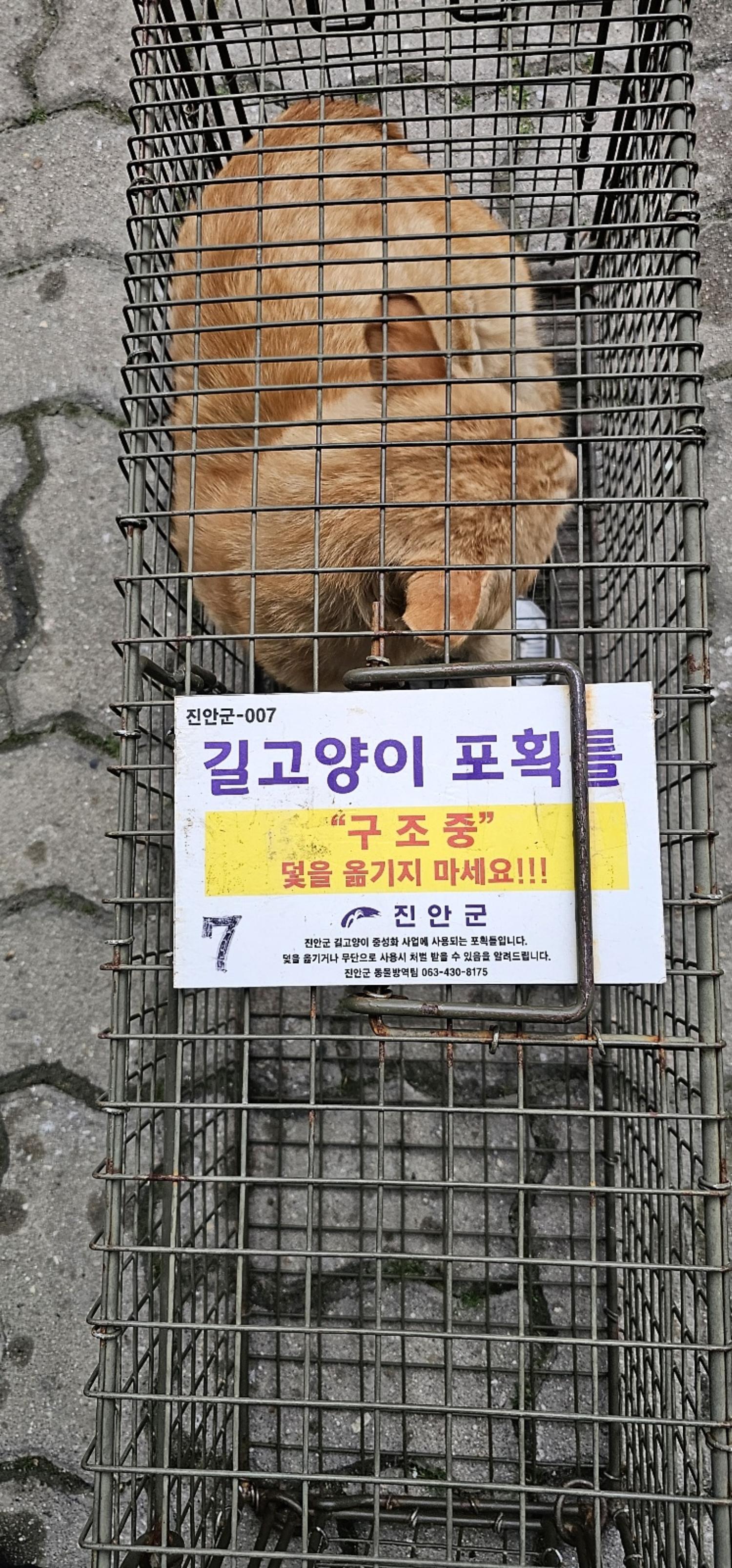 보호중동물사진 공고번호-전북-진안-2024-00231