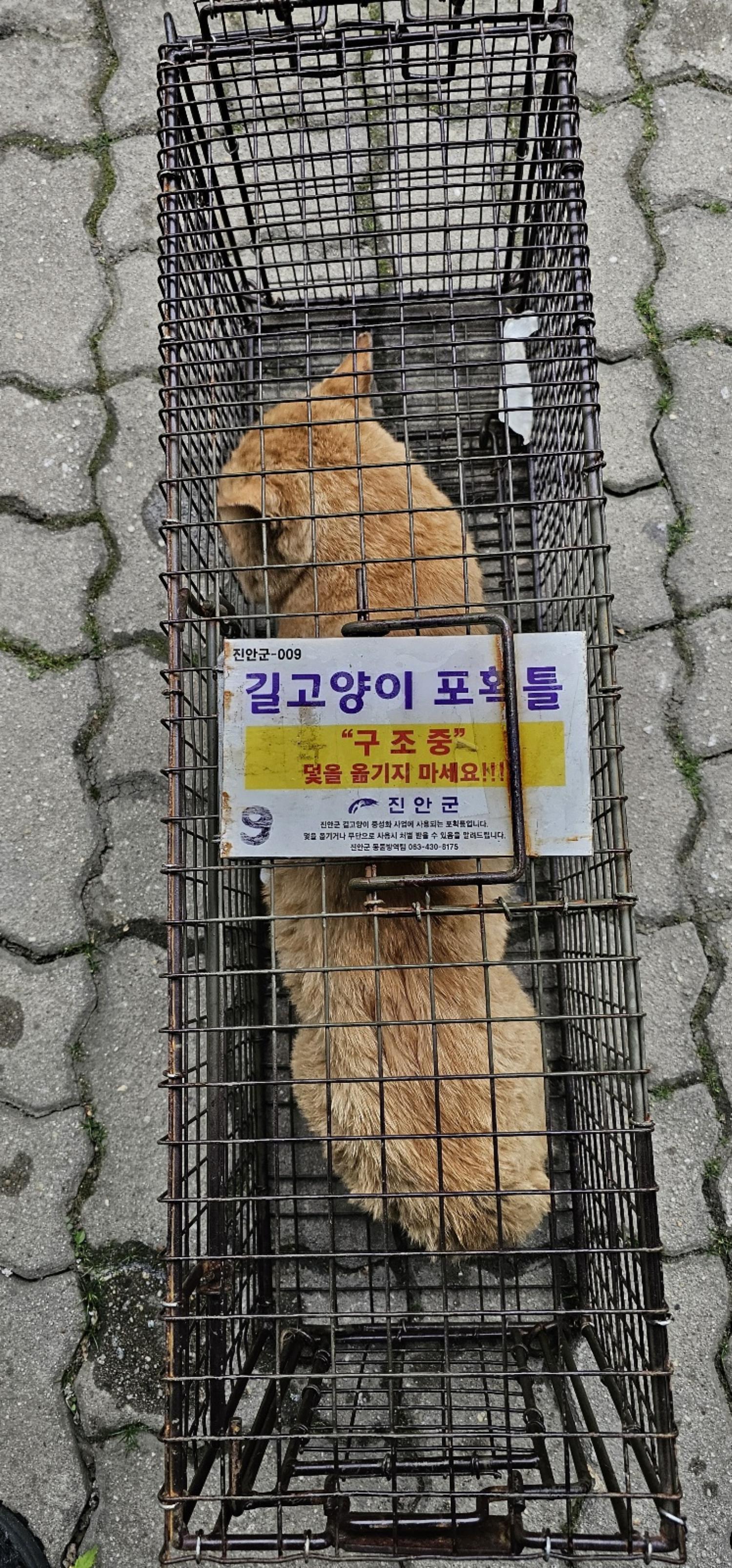 보호중동물사진 공고번호-전북-진안-2024-00225