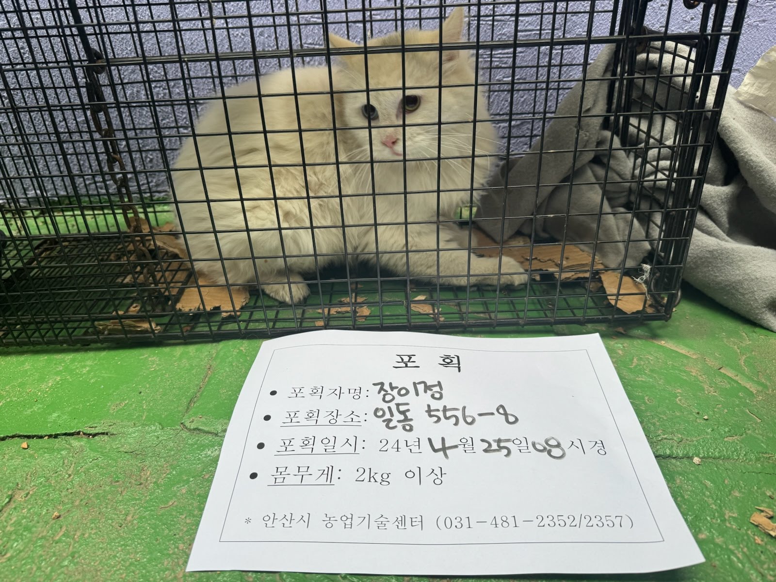 보호중동물사진 공고번호-경기-안산-2024-00550