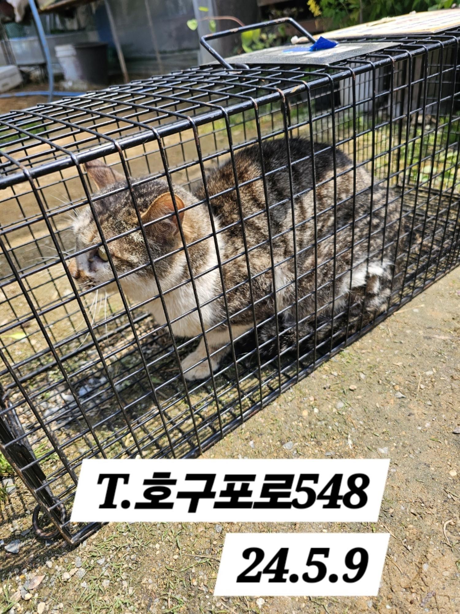 보호중동물사진 공고번호-인천-남동-2024-00303