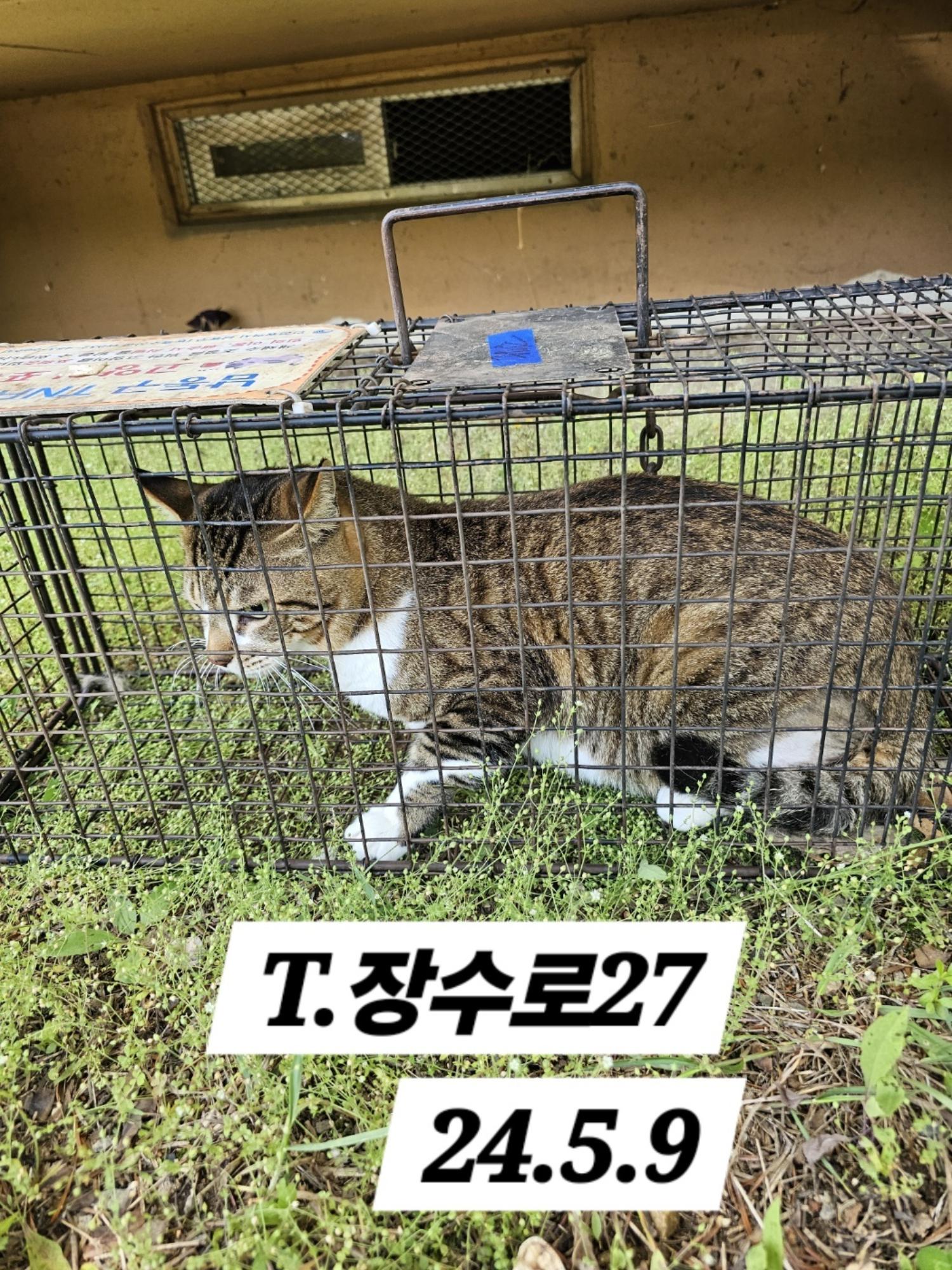 보호중동물사진 공고번호-인천-남동-2024-00302