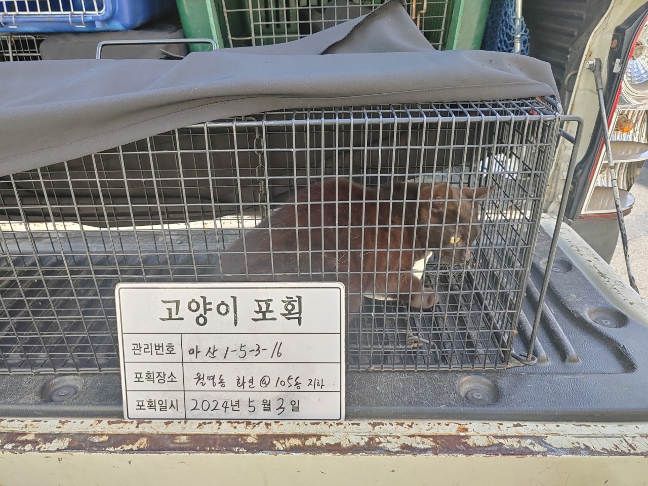 보호중동물사진 공고번호-경남-마산-2024-00633
