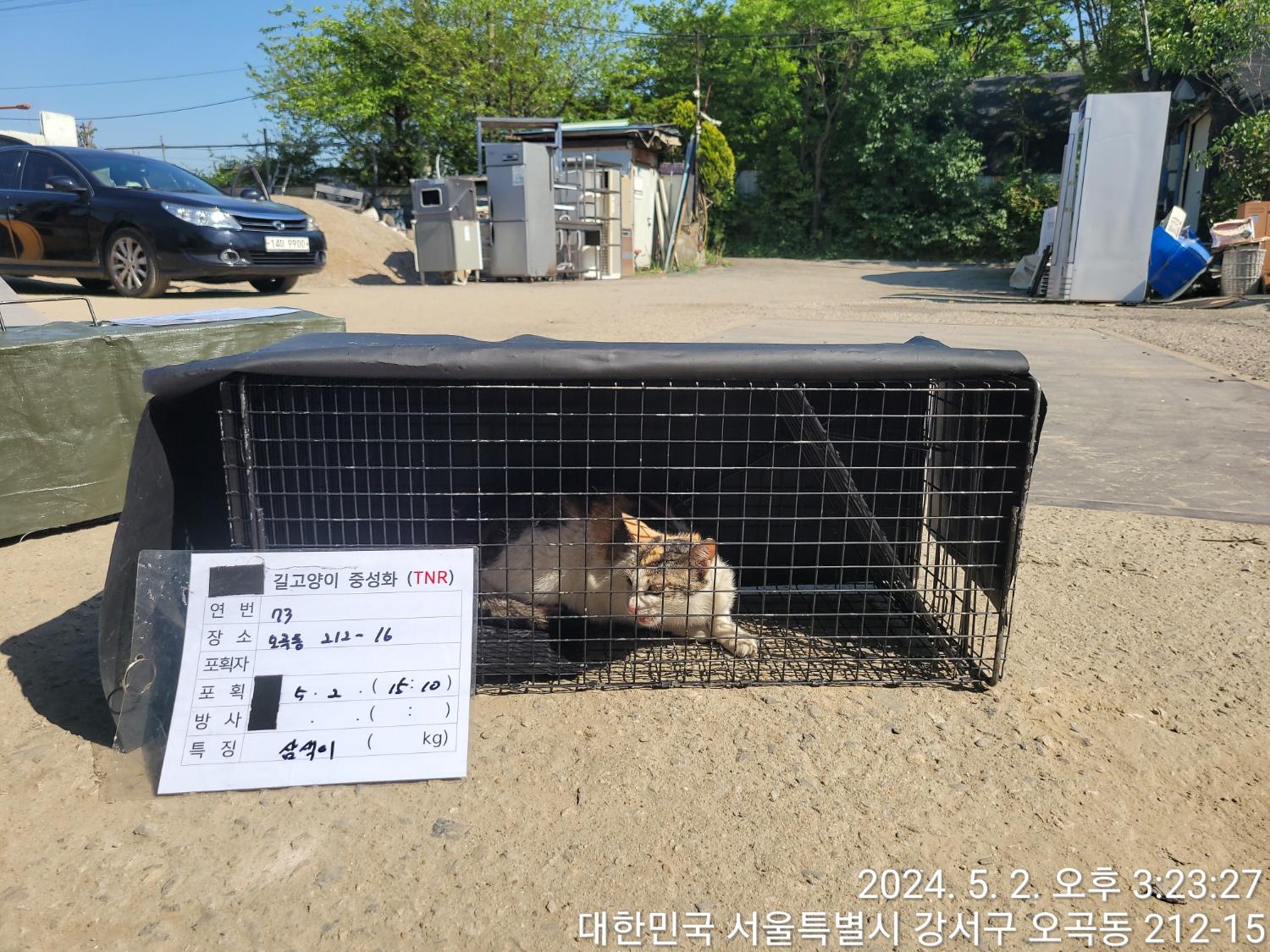 보호중동물사진 공고번호-서울-강서-2024-00161