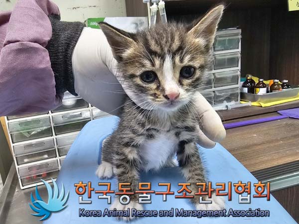 공고 번호가 경기-양주-2024-00285인 한국 고양이 동물 사진