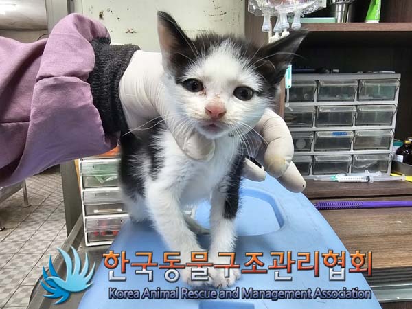 공고 번호가 경기-양주-2024-00284인 한국 고양이 동물 사진