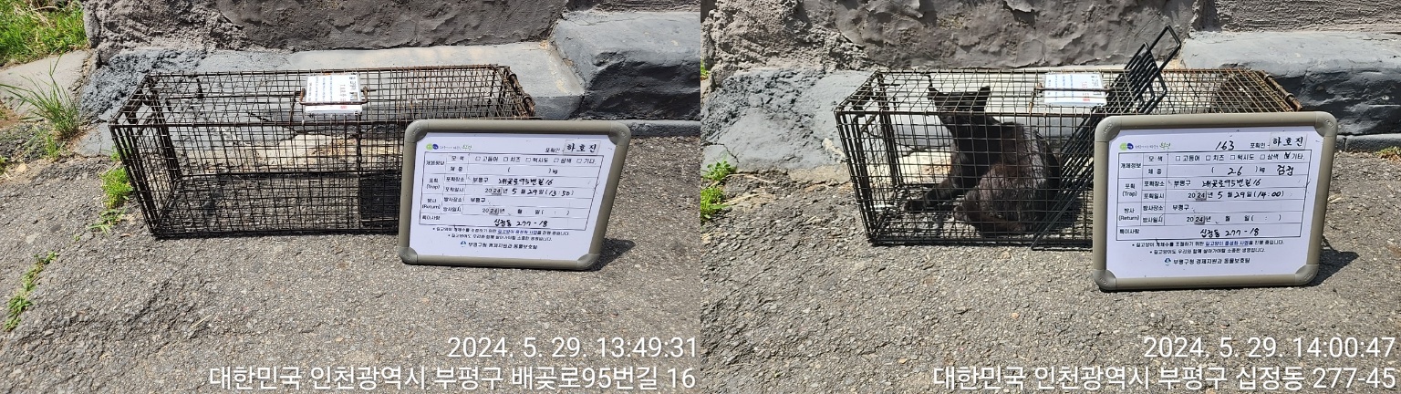 보호중동물사진 공고번호-인천-부평-2024-00229