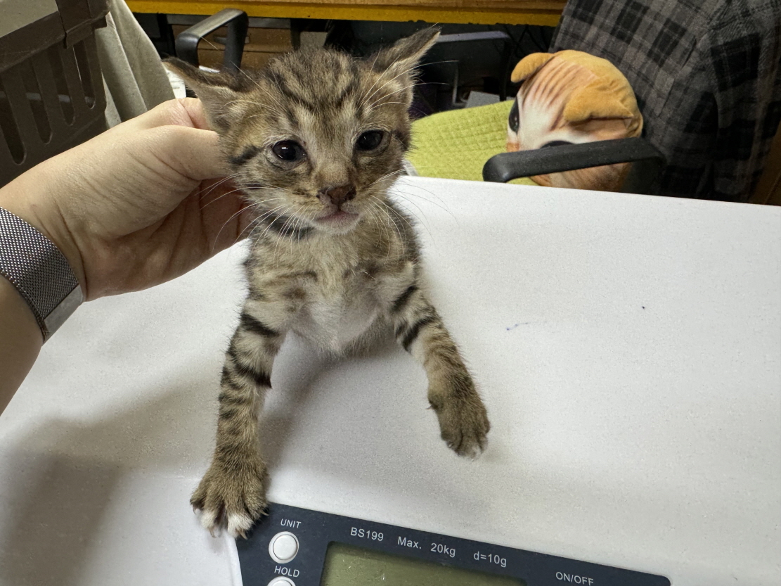 공고 번호가 광주-남구-2024-00092인 한국 고양이 동물 사진  