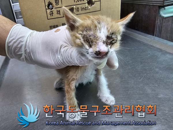 공고 번호가 경기-동두천-2024-00087인 한국 고양이 동물 사진  