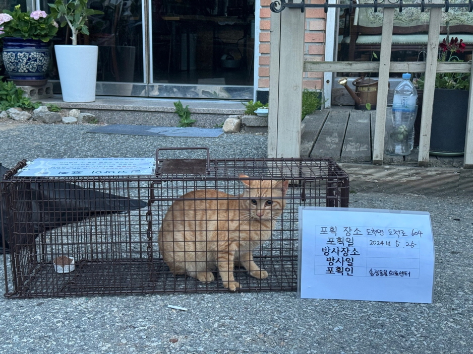 보호중동물사진 공고번호-경기-광주-2024-00816