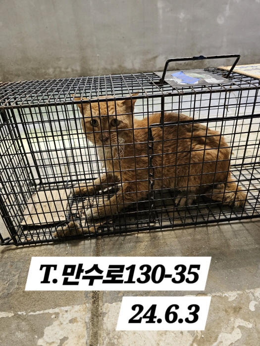 보호중동물사진 공고번호-인천-남동-2024-00347