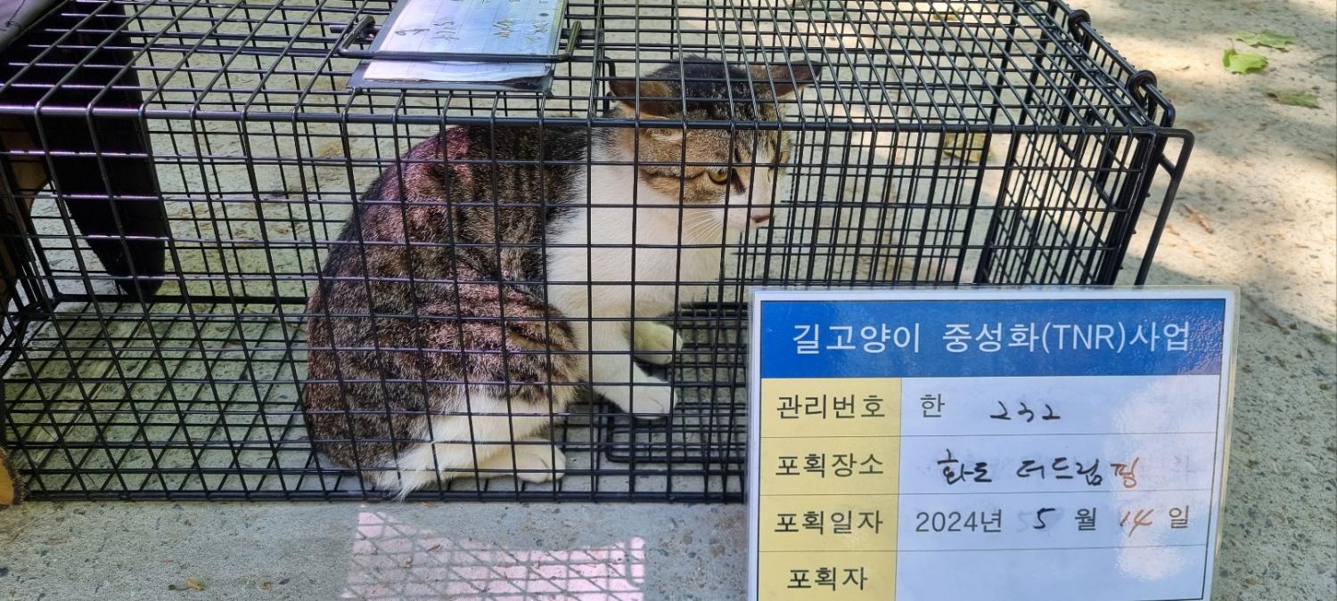 보호중동물사진 공고번호-경기-남양주-2024-01065