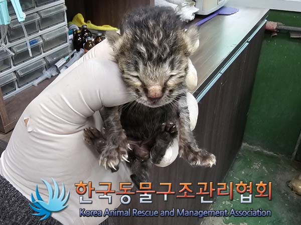 공고 번호가 서울-중랑-2024-00052인 한국 고양이 동물 사진  