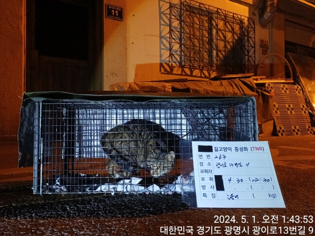 보호중동물사진 공고번호-경기-광명-2024-00265