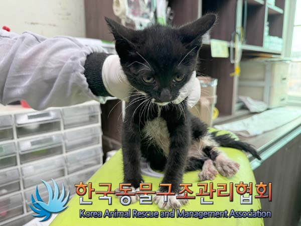 공고 번호가 서울-송파-2024-00053인 한국 고양이 동물 사진