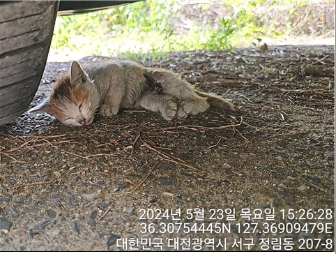 공고 번호가 대전-서구-2024-00148인 한국 고양이 동물 사진  