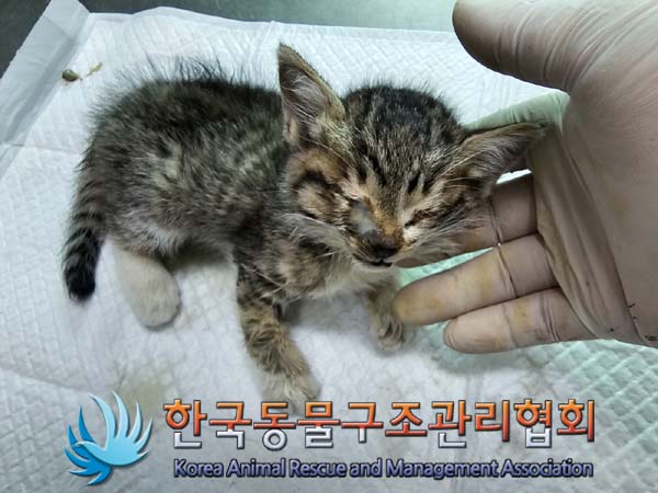 공고 번호가 서울-종로-2024-00062인 한국 고양이 동물 사진  