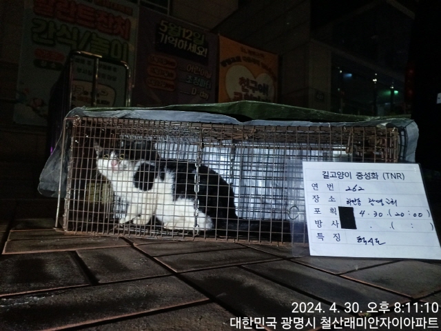 보호중동물사진 공고번호-경기-광명-2024-00264