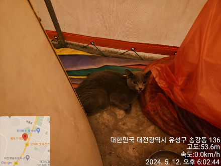 공고 번호가 대전-유성-2024-00142인 러시안 블루 동물 사진