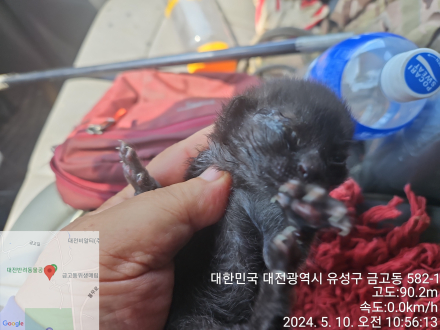 공고 번호가 대전-유성-2024-00140인 한국 고양이 동물 사진