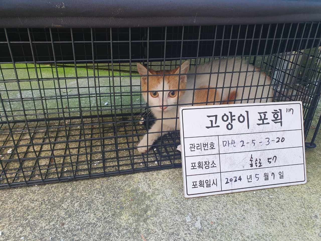 보호중동물사진 공고번호-경남-마산-2024-00657