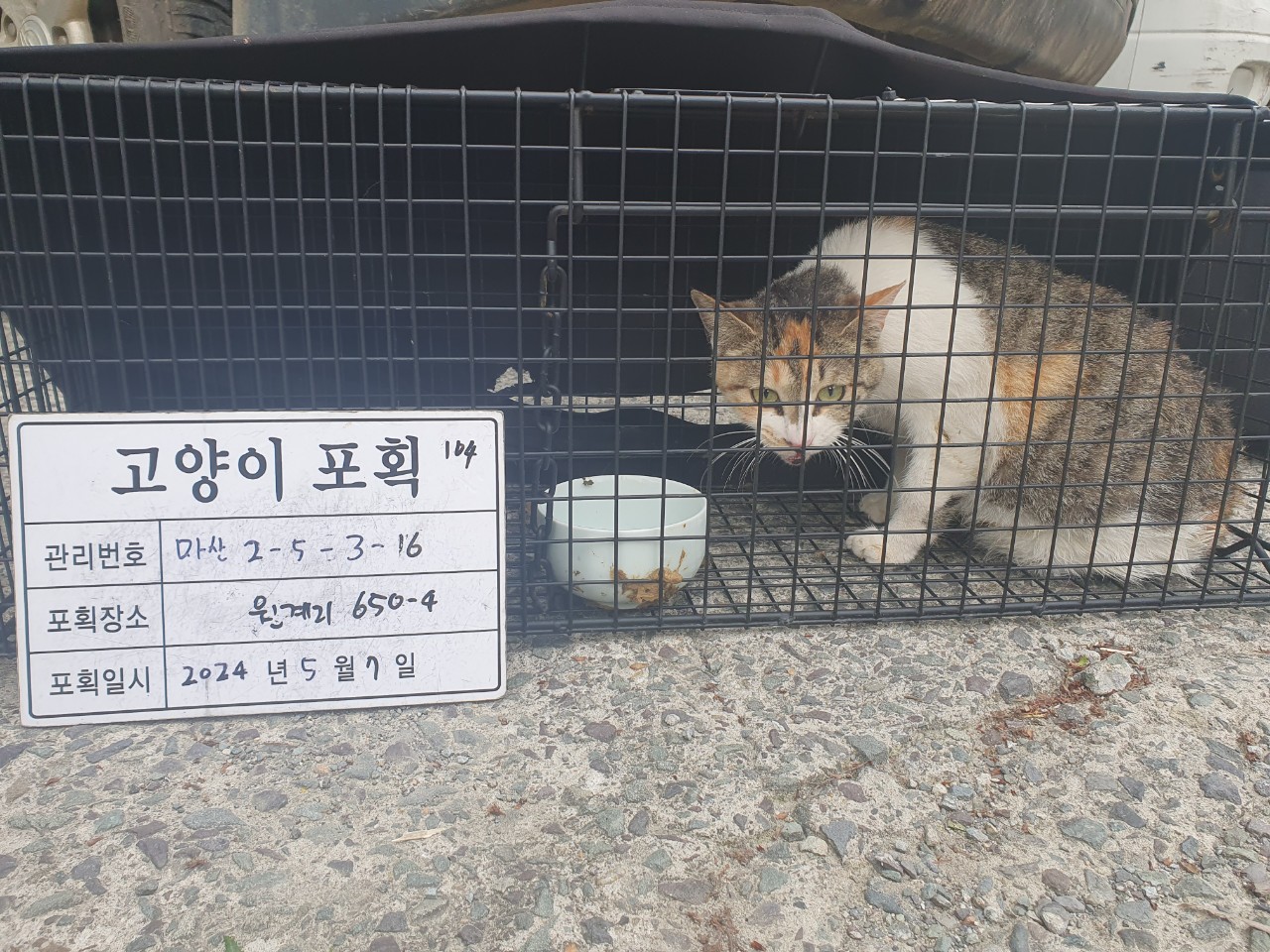 보호중동물사진 공고번호-경남-마산-2024-00653